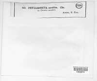 Phyllosticta serotina image